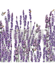 Decor Transfers® - Champs de Lavende