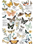 Decor Transfers® Siirtokuva Butterfly Dance 66 x 80 cm